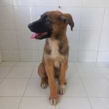 ASIA, Hund, Schäferhund Mischling in Spanien - Bild 4