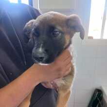 ASIA, Hund, Schäferhund Mischling in Spanien - Bild 5