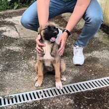 ASIA, Hund, Schäferhund Mischling in Spanien - Bild 6