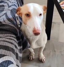 CHURRO, Hund, Podenco Maneto in Spanien - Bild 1