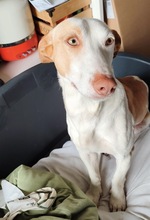 CHURRO, Hund, Podenco Maneto in Spanien - Bild 2