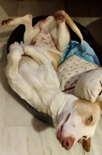 CHURRO, Hund, Podenco Maneto in Spanien - Bild 3