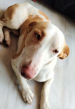 CHURRO, Hund, Podenco Maneto in Spanien - Bild 4