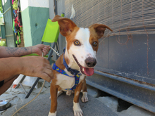 JAIMITO, Hund, Podenco in Spanien - Bild 1