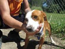 JAIMITO, Hund, Podenco in Spanien - Bild 2