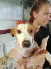 JAIMITO, Hund, Podenco in Spanien - Bild 3