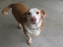 ROCKY, Hund, Podenco-Mix in Spanien - Bild 1
