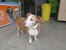 ROCKY, Hund, Podenco-Mix in Spanien - Bild 2