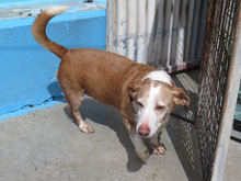 ROCKY, Hund, Podenco-Mix in Spanien - Bild 3