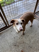 ROCKY, Hund, Podenco-Mix in Spanien - Bild 4