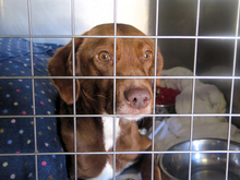 WILKA, Hund, Podenca in Spanien - Bild 1