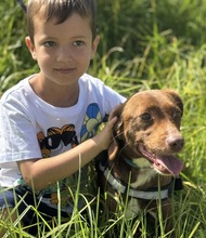 WILKA, Hund, Podenca in Spanien - Bild 2