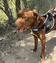 WILKA, Hund, Podenca in Spanien - Bild 3
