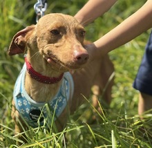 MAY, Hund, Podenca-Maneta in Spanien - Bild 1