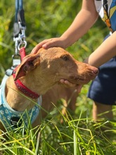 MAY, Hund, Podenca-Maneta in Spanien - Bild 2