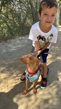 MAY, Hund, Podenca-Maneta in Spanien - Bild 3