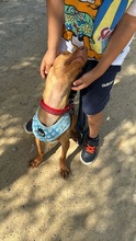MAY, Hund, Podenca-Maneta in Spanien - Bild 4