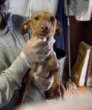 MAY, Hund, Podenca-Maneta in Spanien - Bild 5