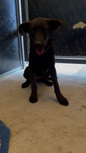 LEWKE, Hund, Mischlingshund in Bulgarien - Bild 1