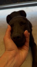 LEWKE, Hund, Mischlingshund in Bulgarien - Bild 2