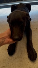LEWKE, Hund, Mischlingshund in Bulgarien - Bild 3