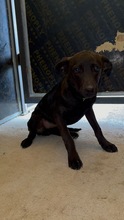 LEWKE, Hund, Mischlingshund in Bulgarien - Bild 4