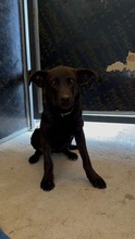 LEWKE, Hund, Mischlingshund in Bulgarien - Bild 6