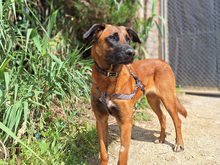 TORO, Hund, Mischlingshund in Spanien - Bild 2
