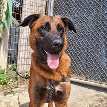 TORO, Hund, Mischlingshund in Spanien - Bild 3