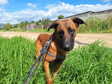 TORO, Hund, Mischlingshund in Spanien - Bild 4