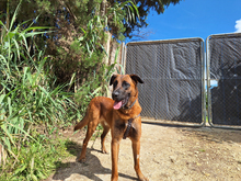 TORO, Hund, Mischlingshund in Spanien - Bild 5