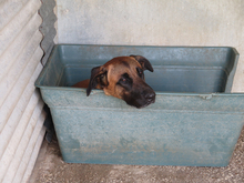 TORO, Hund, Mischlingshund in Spanien - Bild 6