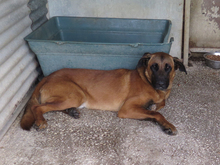 TORO, Hund, Mischlingshund in Spanien - Bild 7