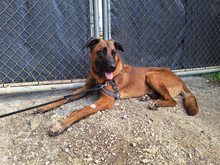 TORO, Hund, Mischlingshund in Spanien - Bild 8