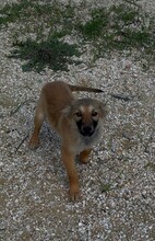 HOLLY, Hund, Mischling in Bulgarien - Bild 1