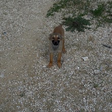 HOLLY, Hund, Mischling in Bulgarien - Bild 3
