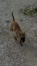 HOLLY, Hund, Mischling in Bulgarien - Bild 4