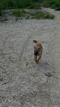 HOLLY, Hund, Mischling in Bulgarien - Bild 5