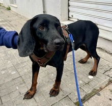 GUILLERMO, Hund, Mischling in Spanien - Bild 1