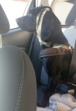 GUILLERMO, Hund, Mischling in Spanien - Bild 10
