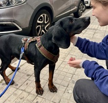 GUILLERMO, Hund, Mischling in Spanien - Bild 2