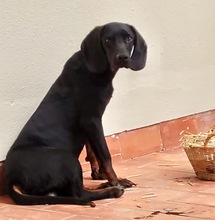 GUILLERMO, Hund, Mischling in Spanien - Bild 3