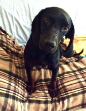 GUILLERMO, Hund, Mischling in Spanien - Bild 4