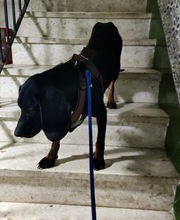GUILLERMO, Hund, Mischling in Spanien - Bild 6