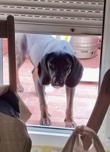 GUILLERMO, Hund, Mischling in Spanien - Bild 7