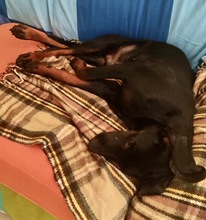 GUILLERMO, Hund, Mischling in Spanien - Bild 8