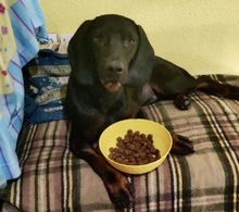 GUILLERMO, Hund, Mischling in Spanien - Bild 9