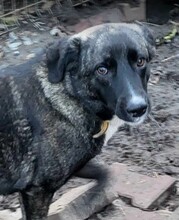 ASTA, Hund, Mischlingshund in Rumänien - Bild 1