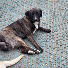 ASTA, Hund, Mischlingshund in Rumänien - Bild 10