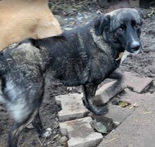 ASTA, Hund, Mischlingshund in Rumänien - Bild 11